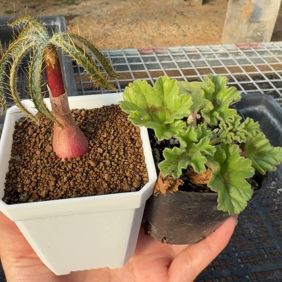 黑***子福袋多肉一物一拍