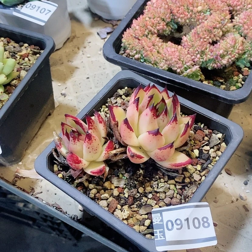 【闪购商品】黄皮乌木09108