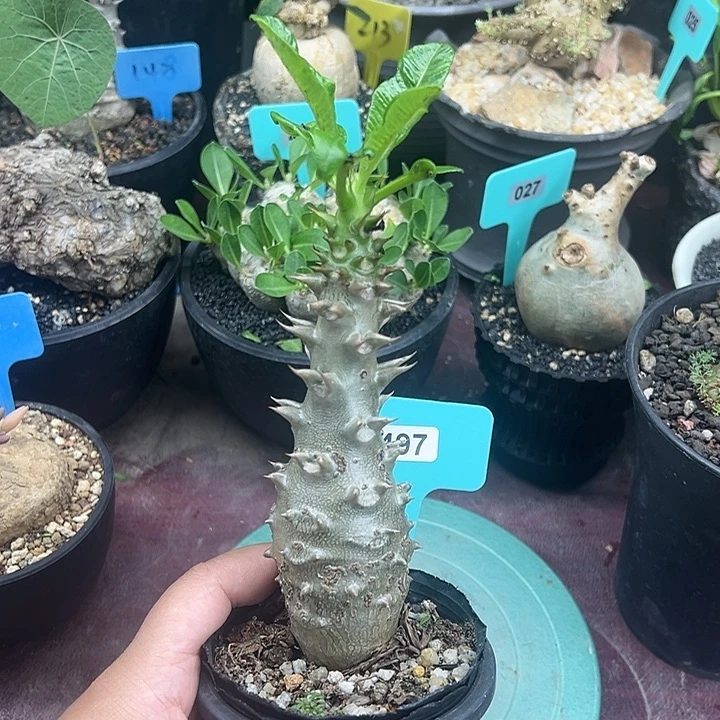 温莎甁干多肉植物