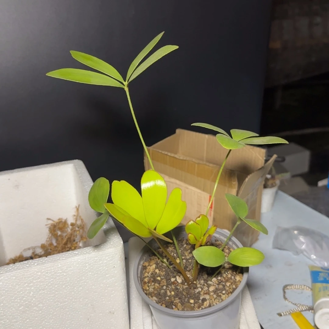 堆***曼墨西哥铁树 专拍 222