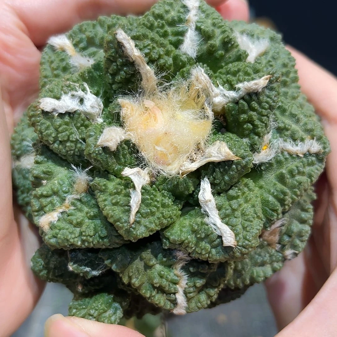 9.5cm自根超大哥斯拉龟萝卜根