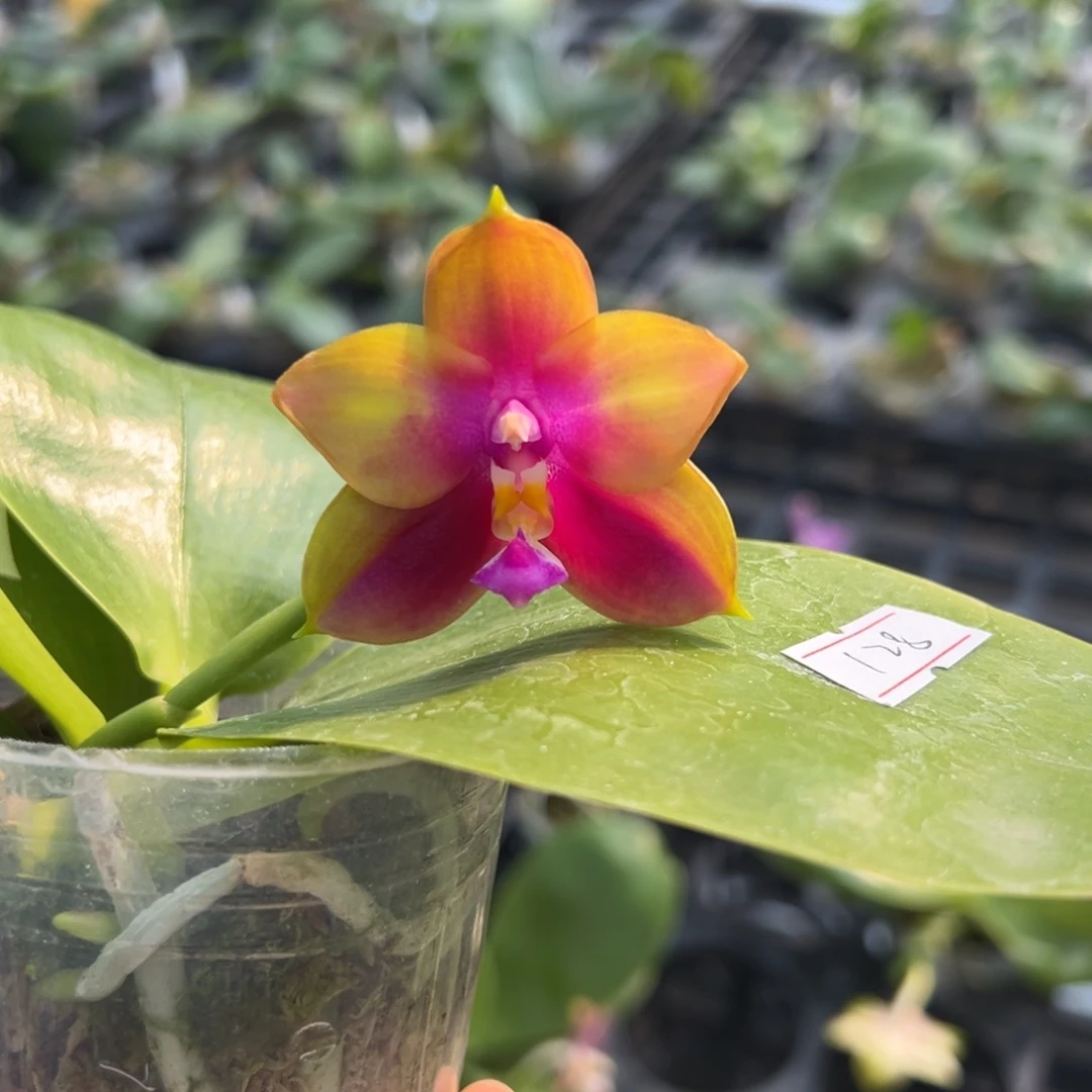 完全开放2.5寸杯BKH2307