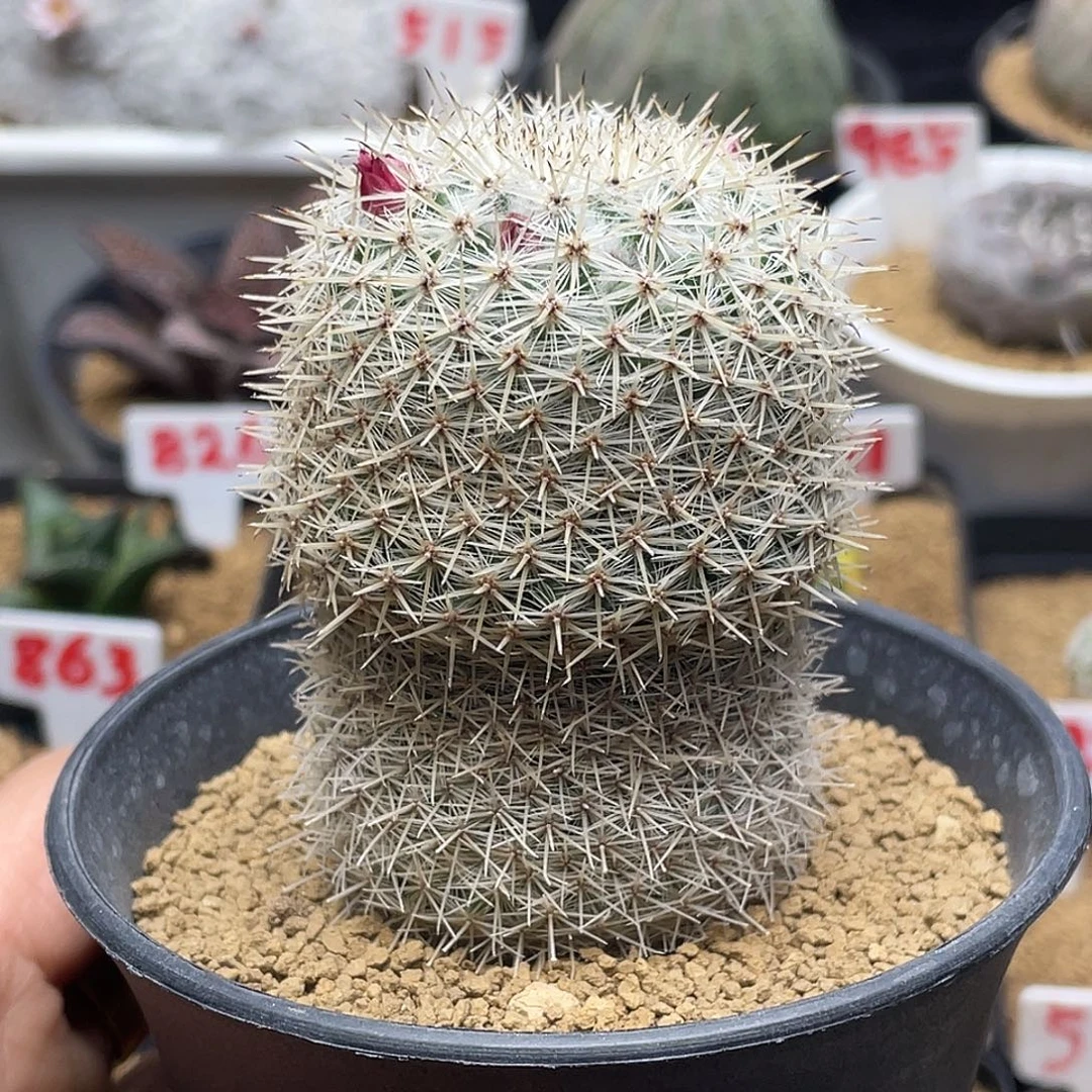 实生日系超刺敷岛仙人球