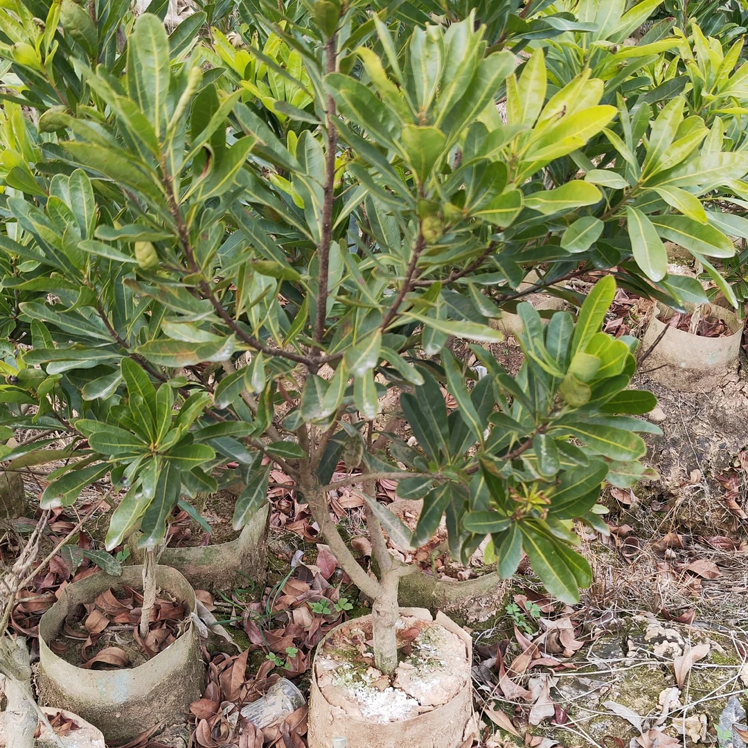 东魁杨梅，台梅，黑岩杨梅适合地栽盆栽