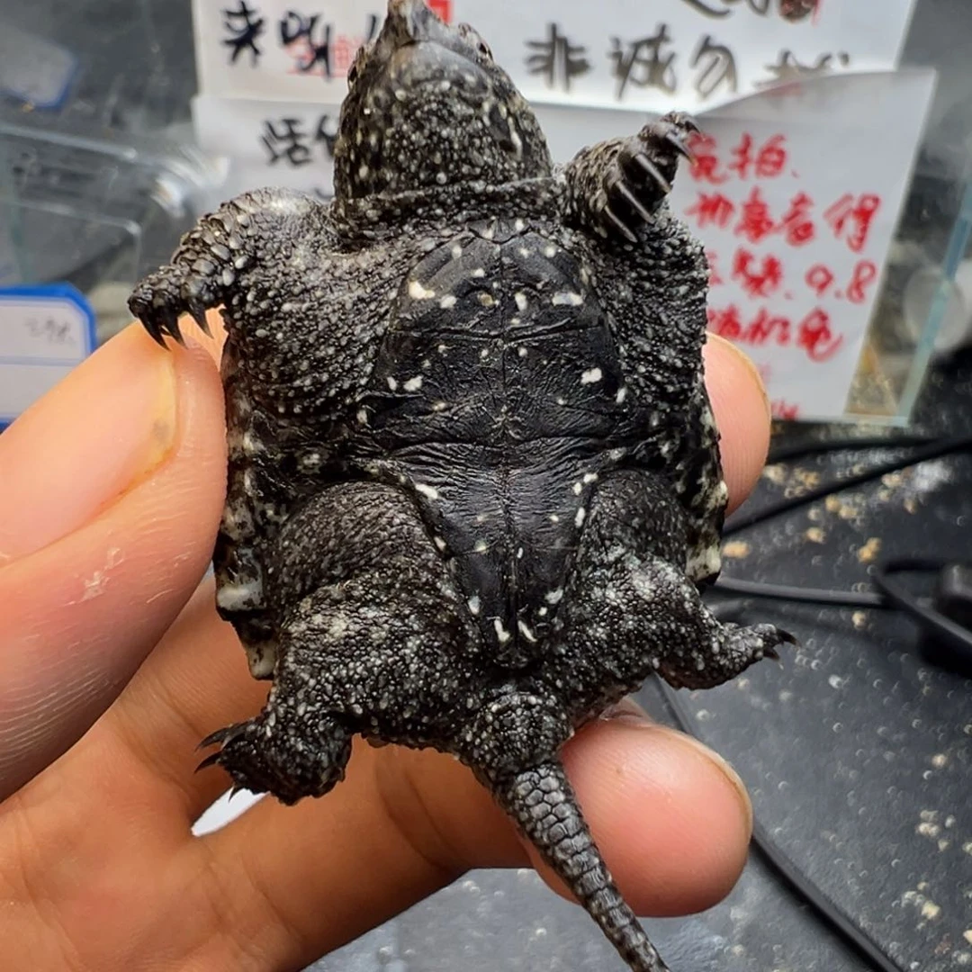 母绿毛龟不退不换