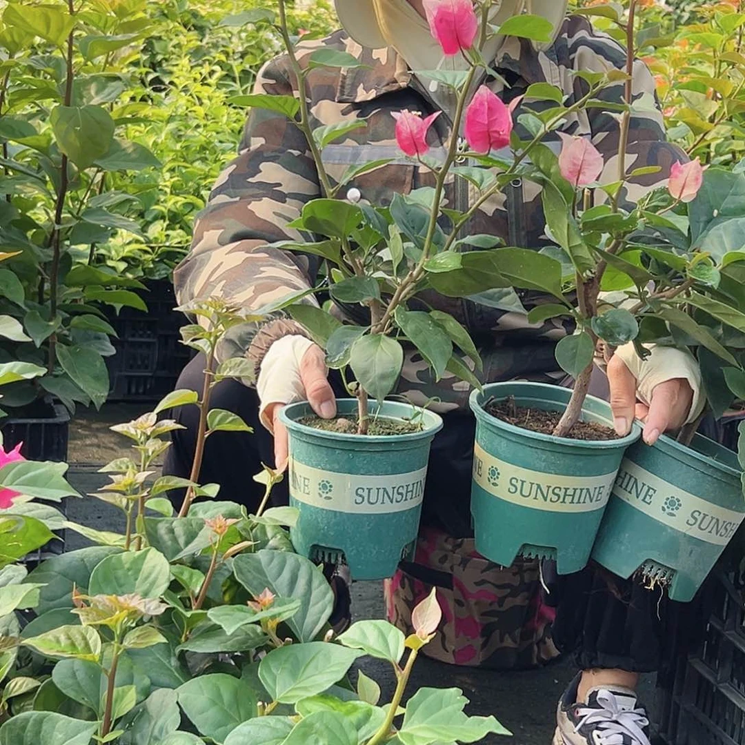 当前无花栽培后可以开花哪吒掌中宝一棵