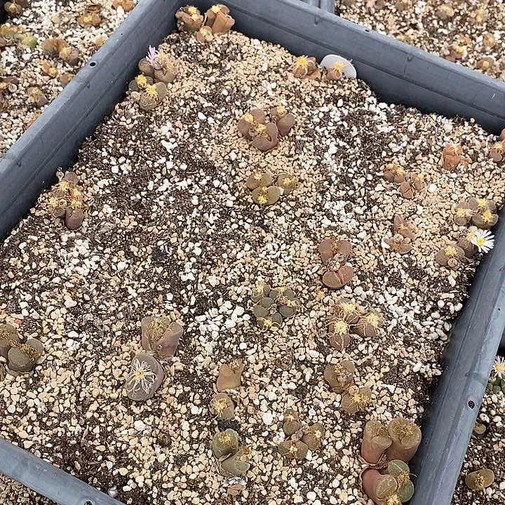 25539一筐风铃有伤