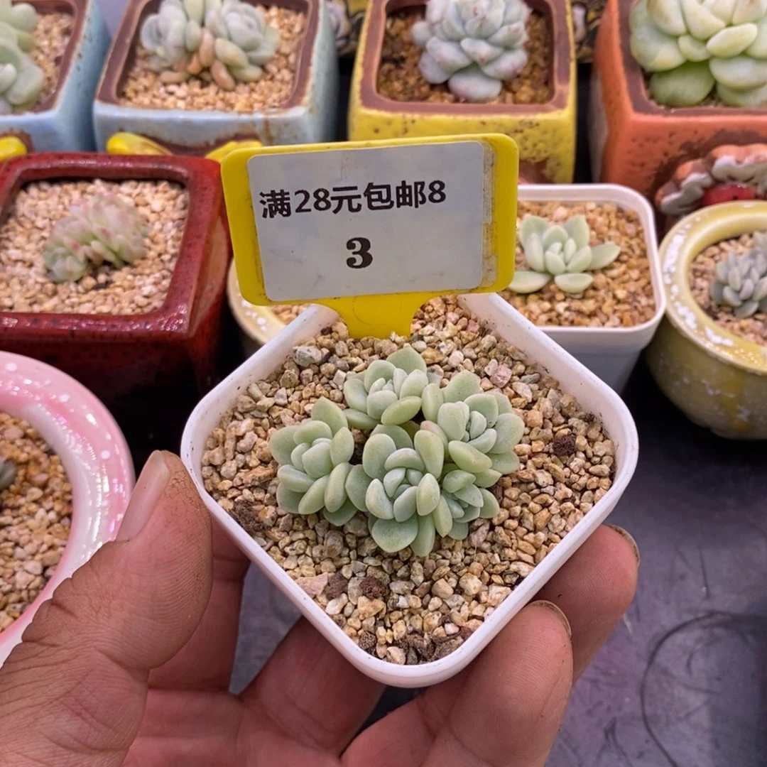 83冰玉5头趴地小树……