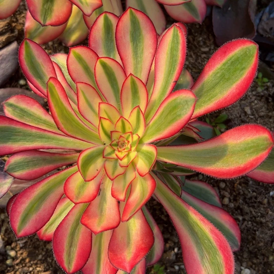 海*魅影寄养到春