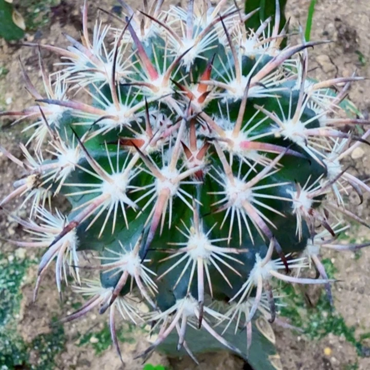 无花朵福利苗接虎爪玉