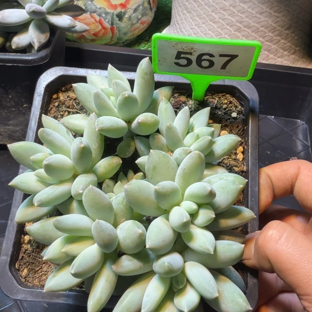 多肉植物哥特sp567