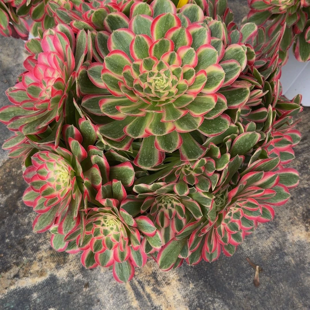 孔雀翎88888888888