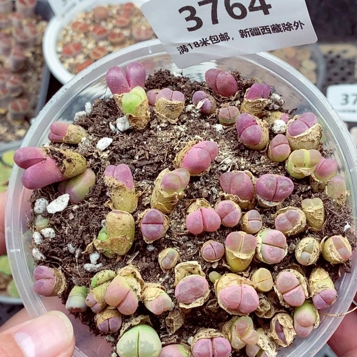3764。