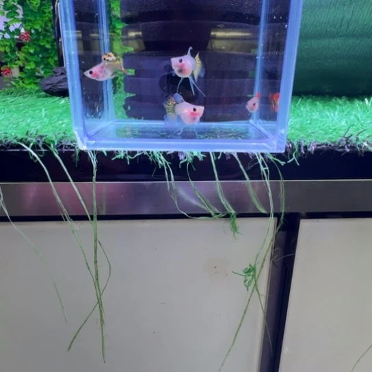 卡***灰海水多乐之城的直播简直有