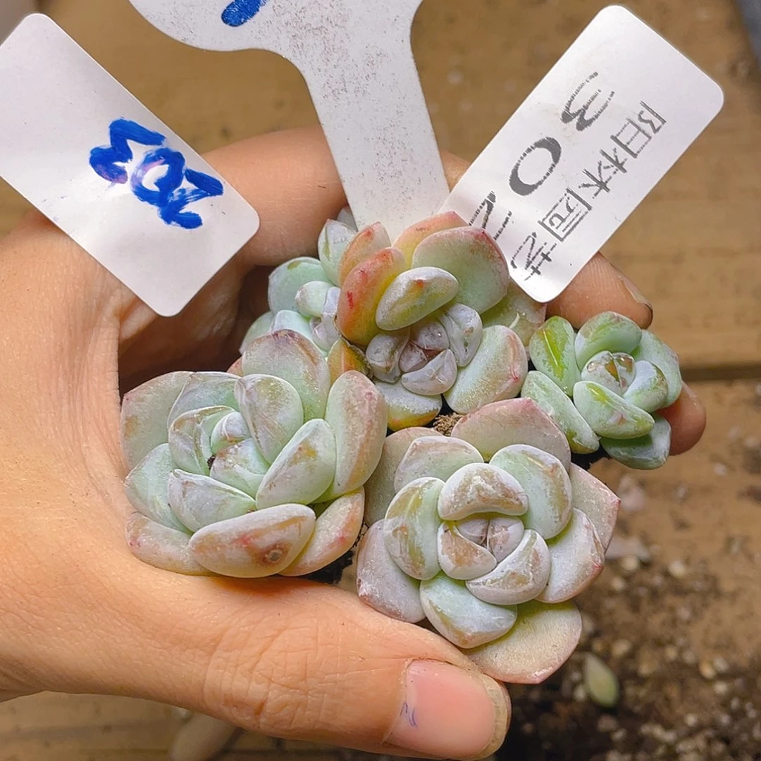 量拍多肉植物多肉植物302