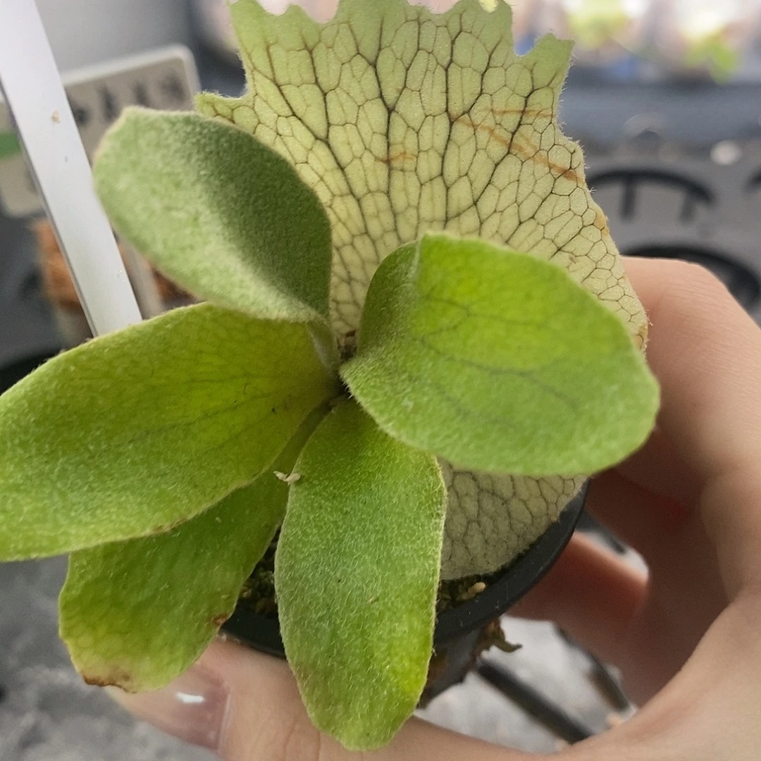 无花朵奥银鹿角蕨