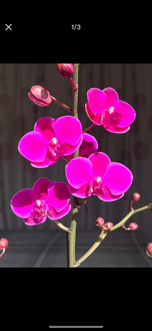 蝴蝶兰满天红3.0寸杯带花剑（剪过初梗）