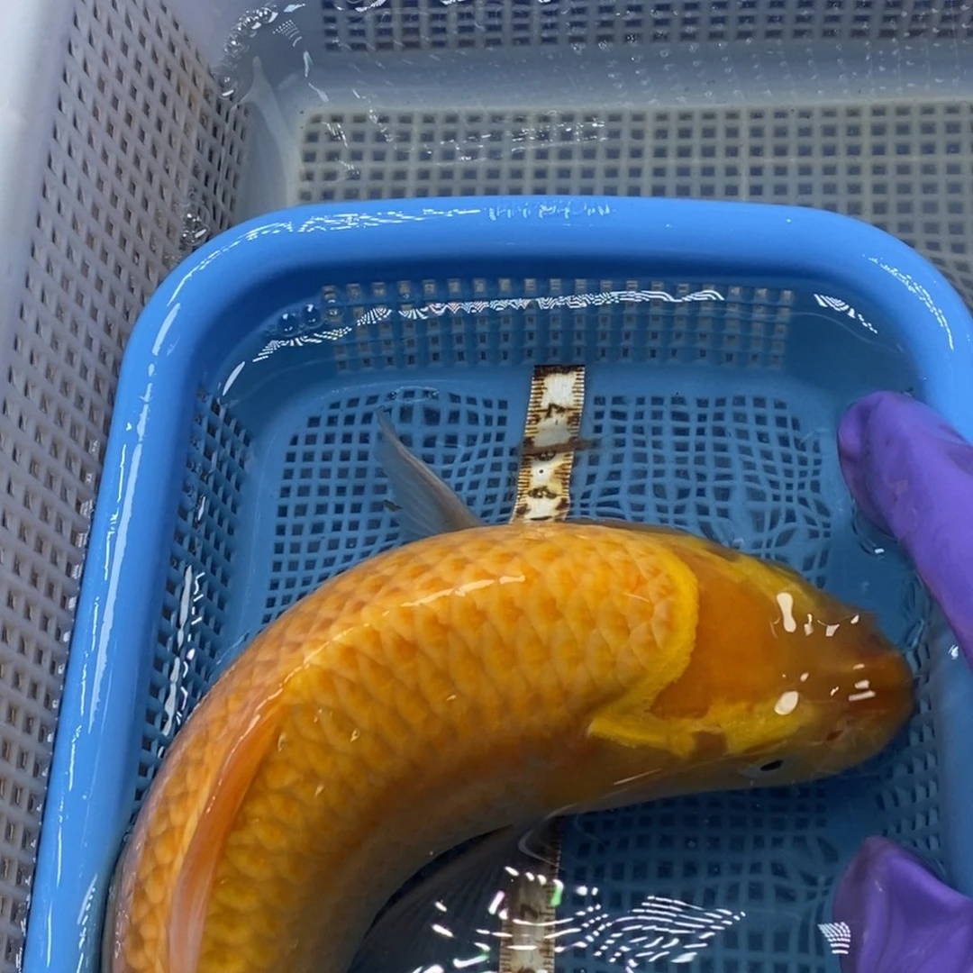 锦鲤冷水锦鲤包邮
