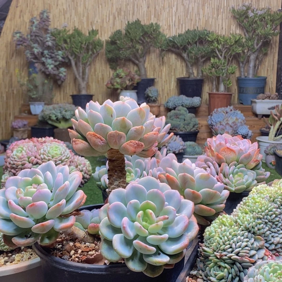 黄***248号香橙老桩多肉