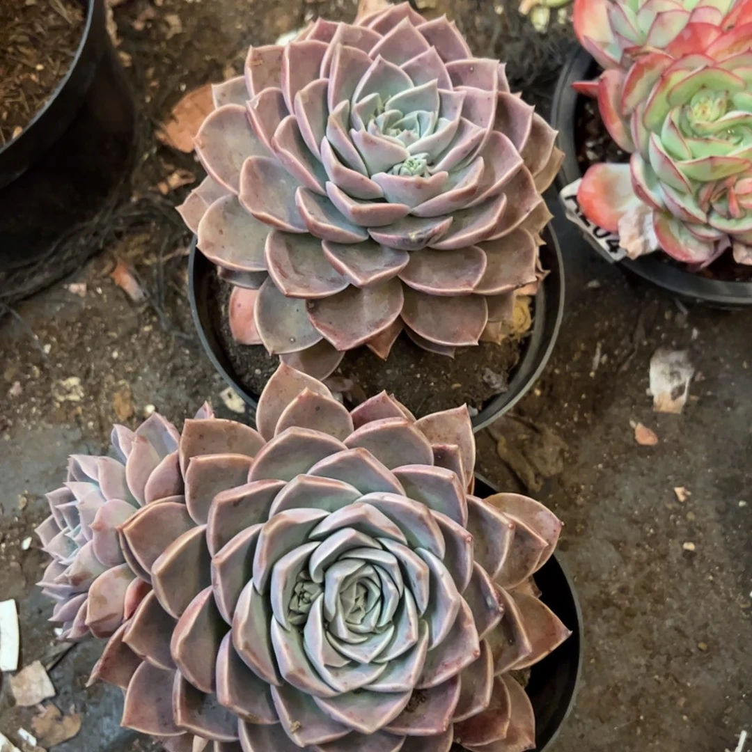 原始哈利沃森单头两盆