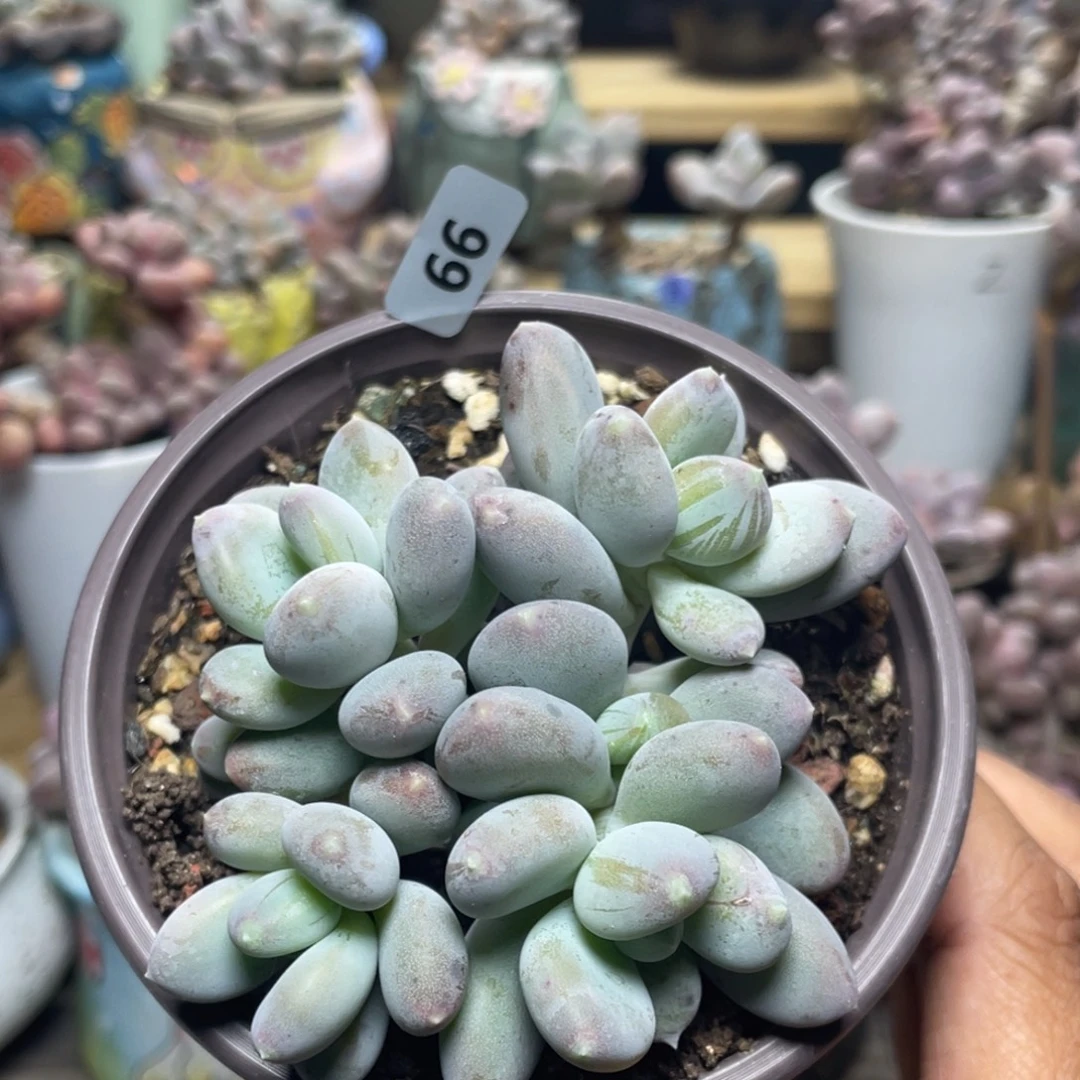 加菲奶酪多头多肉植物