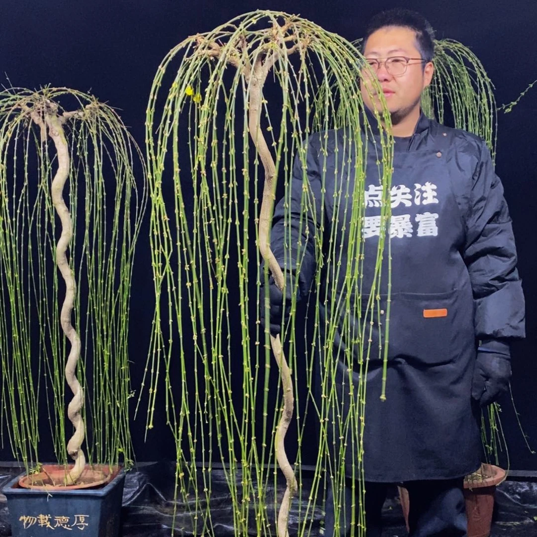 三台迎春，一物一拍，
