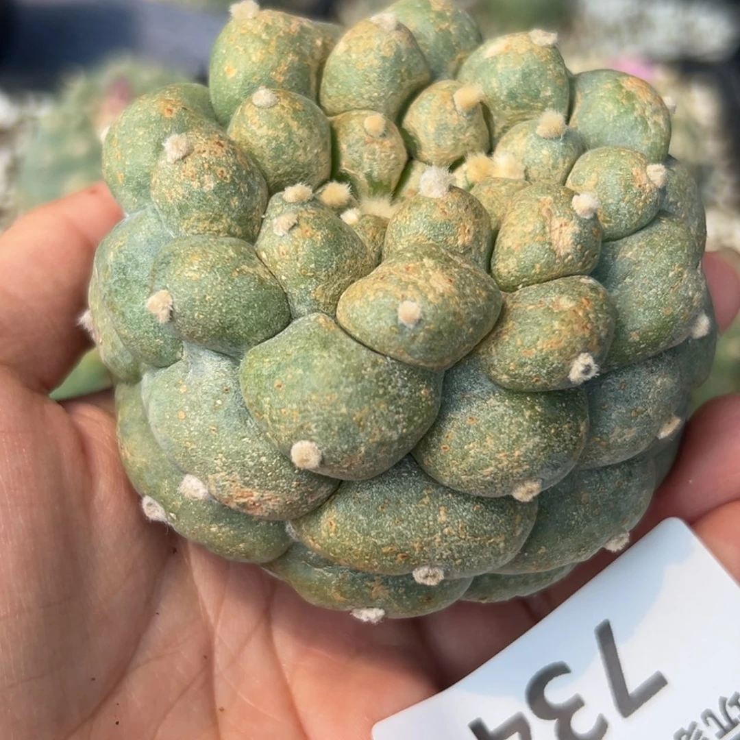 锦734 有根 仙人球的世界里