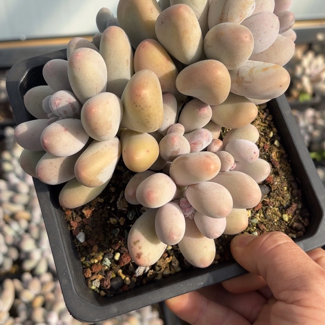 多肉植物米可奶5头