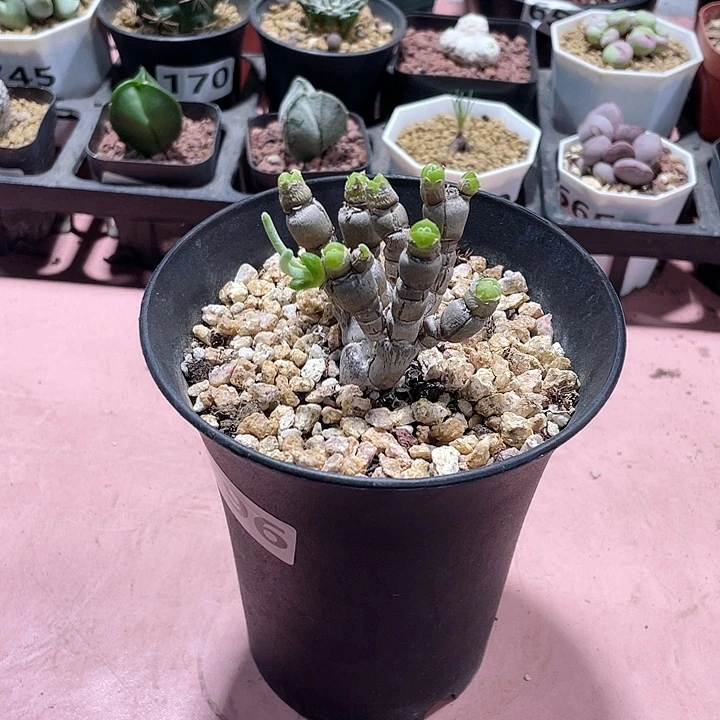 796碧光环兔子老桩