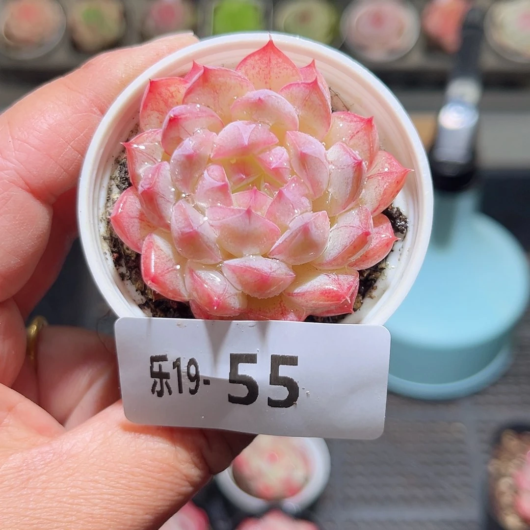 木乐19-55白桃单头