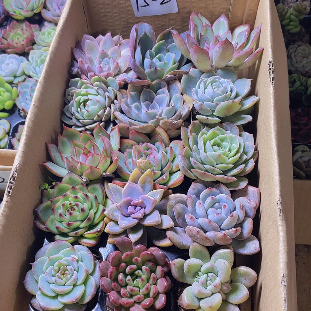 15颗-2号约4-5厘米