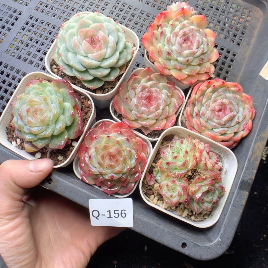 无花朵Q156。yyyyyyy