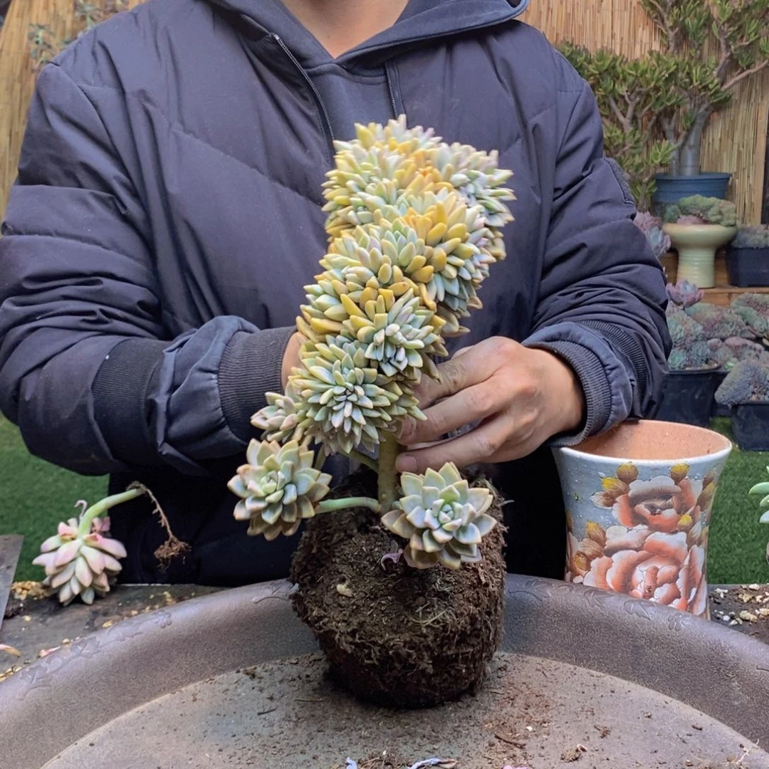 大*萍183 号淡雪缀化多肉