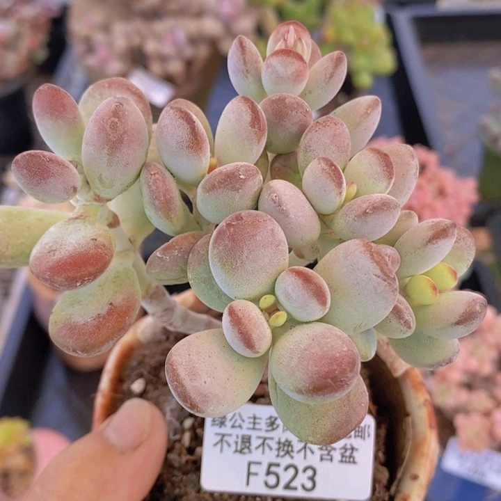 乒乓福娘有砍9cm523多肉