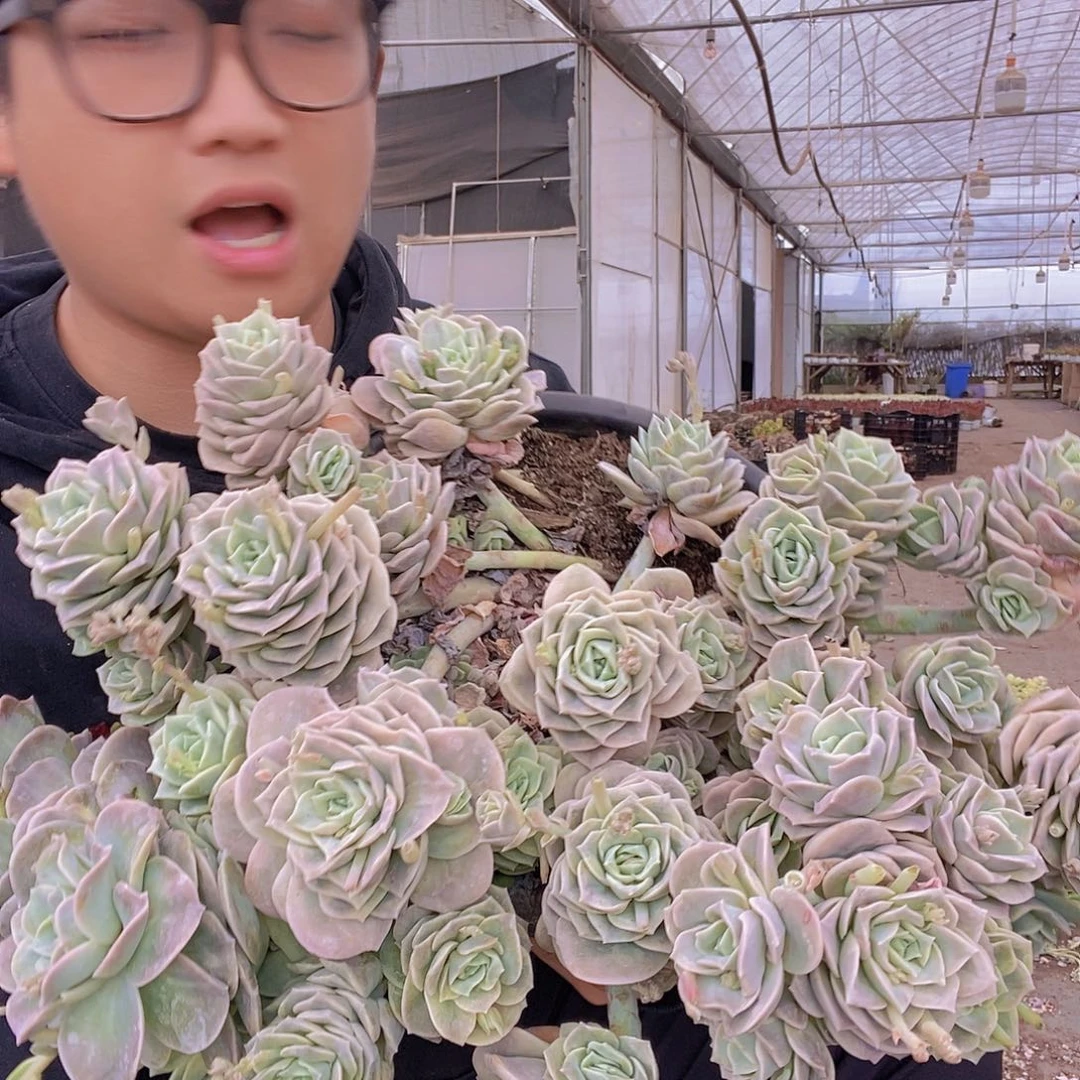 超大号巨无霸可爱玫瑰带盆土特价