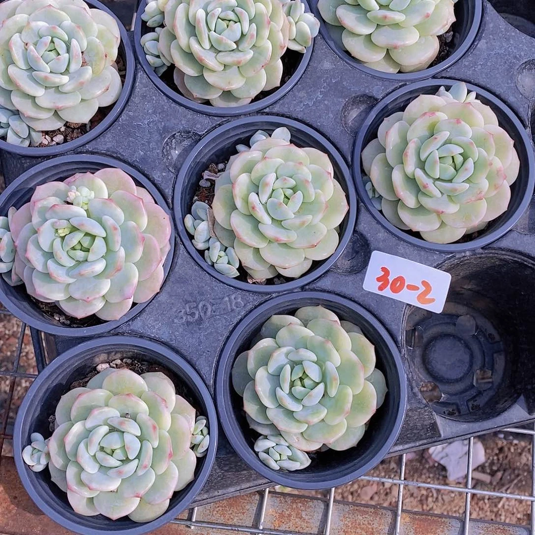 30-2- 香草锦单头福利一颗 量拍