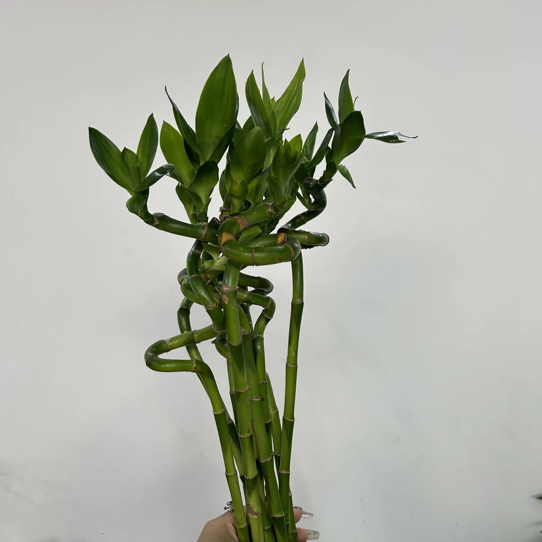 转运竹8根顺丰包邮次日达