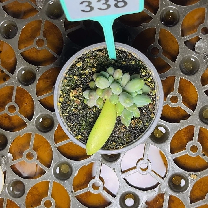 悦***阁多肉植物巴比亚338