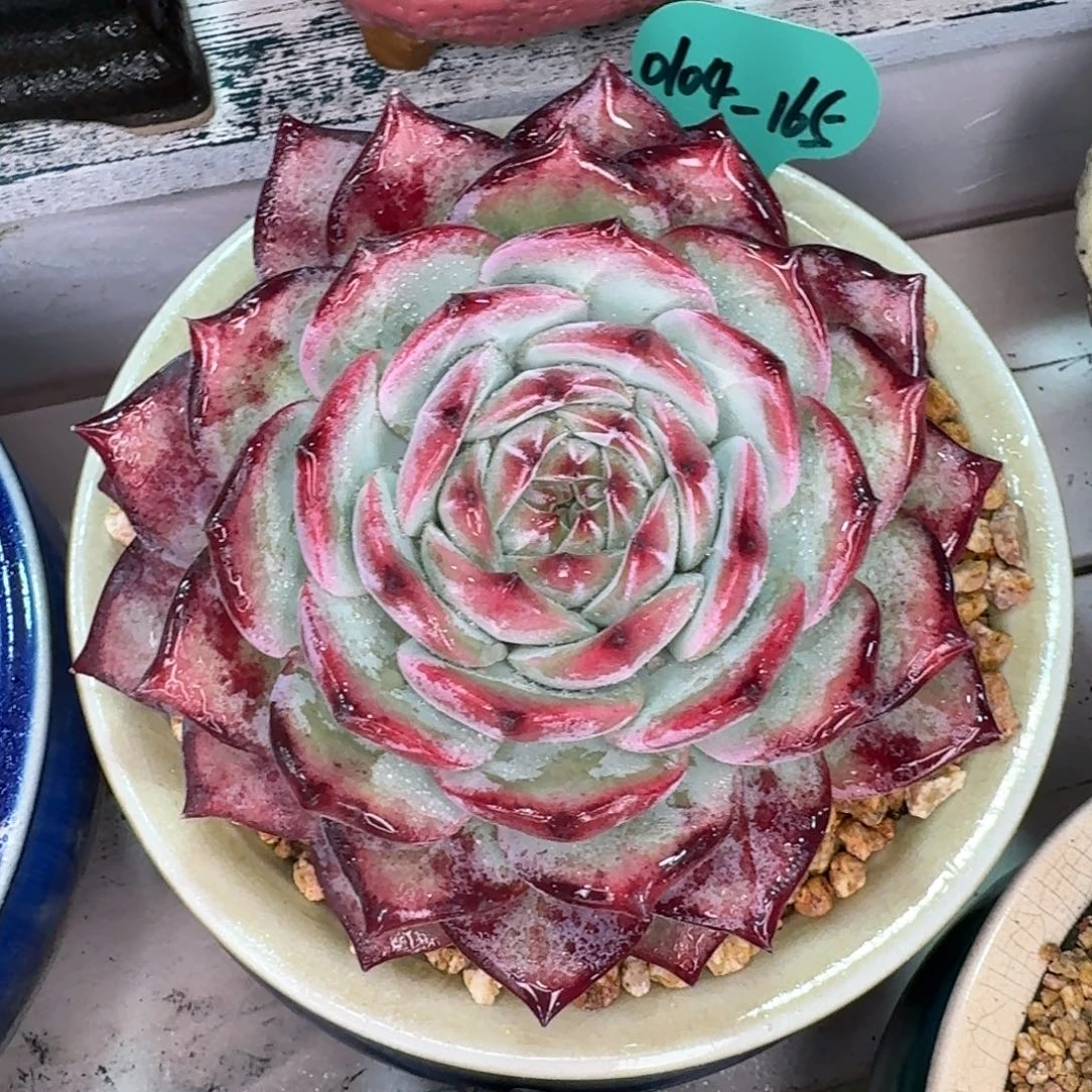 O***母从前慢多肉精选编号0104.165