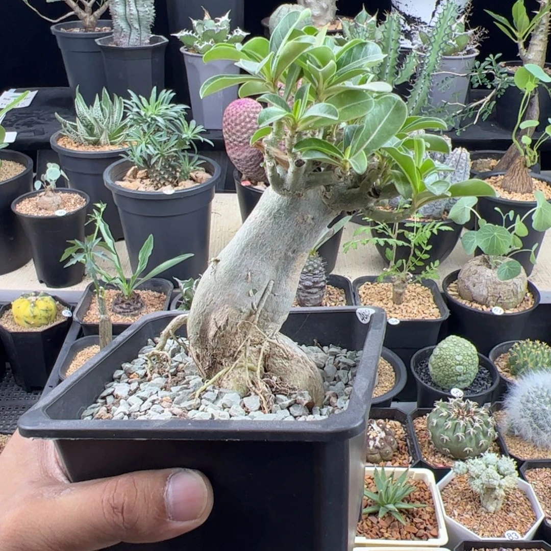 哥斯拉沙漠玫瑰一物一拍带盆发