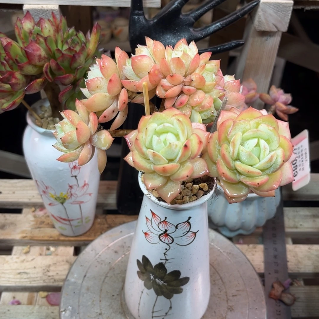 恋曲小树朵朵缀多肉植物fonvnvn