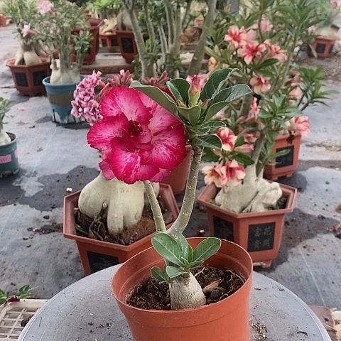 【闪购商品】无花朵如**尘绿植