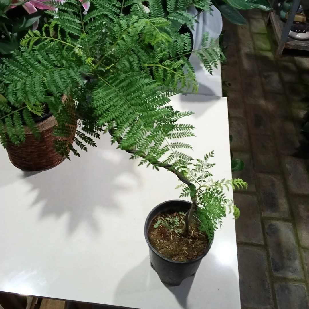 网红造形蓝花楹中式风禅意盆景客厅观叶绿植绿植盆栽适合室内室外