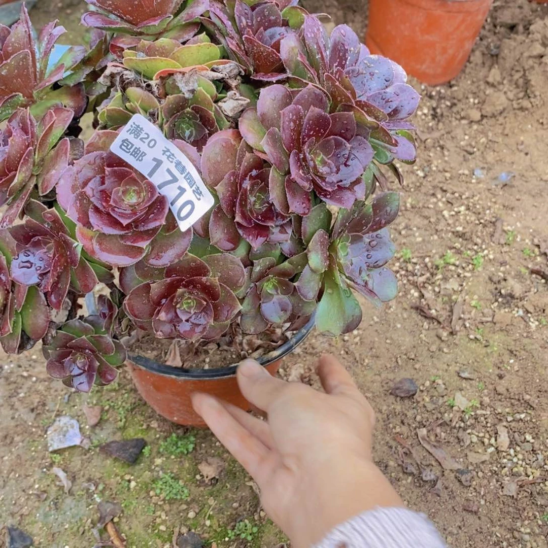 1710 号一物一拍多肉植物
