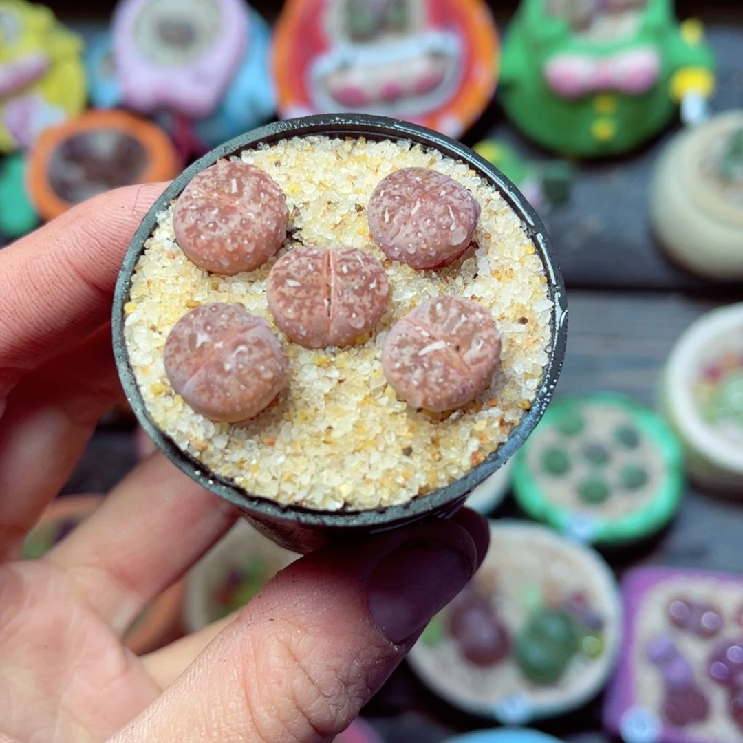 359 生石花带盆发