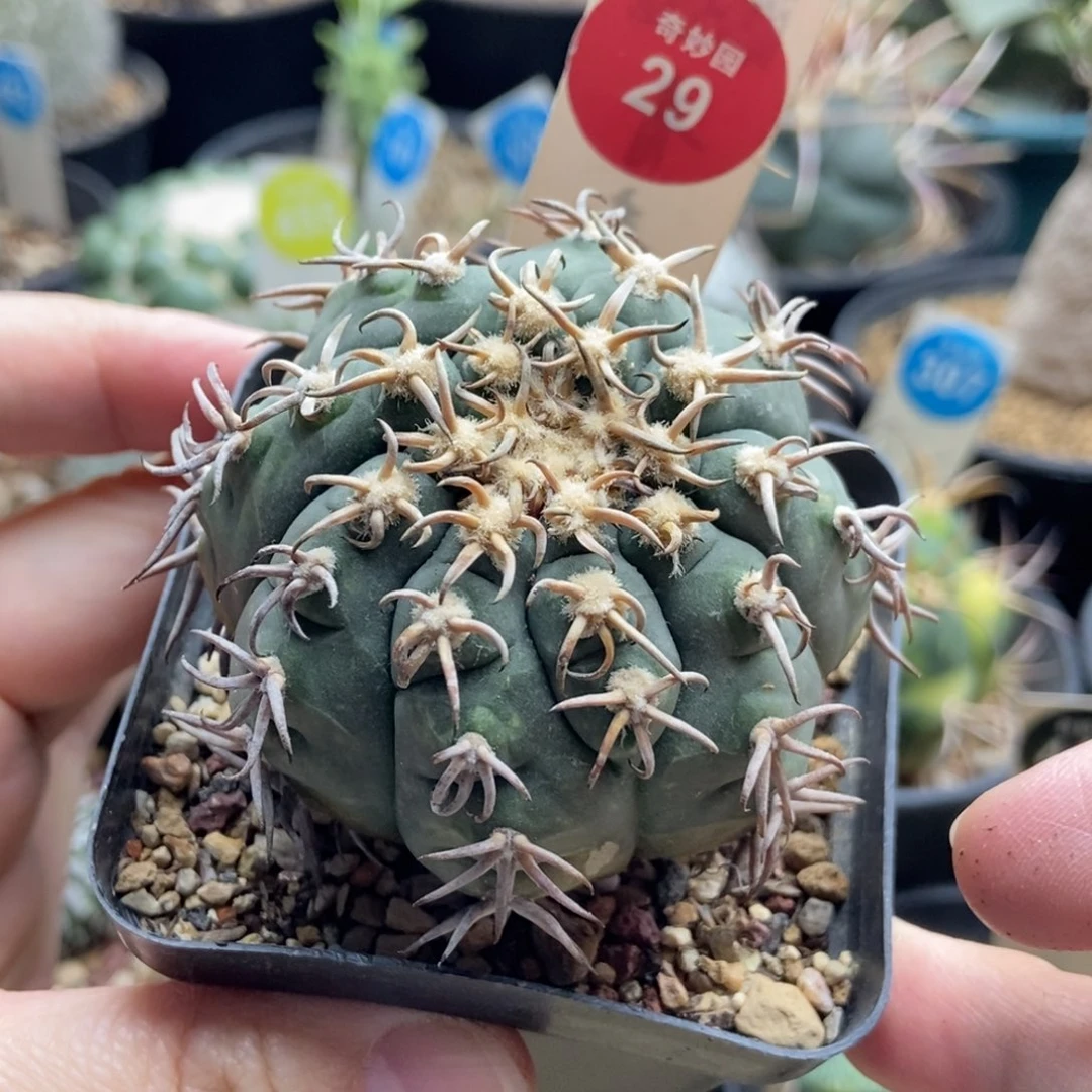 自根猫爪6cm一棵仙人球