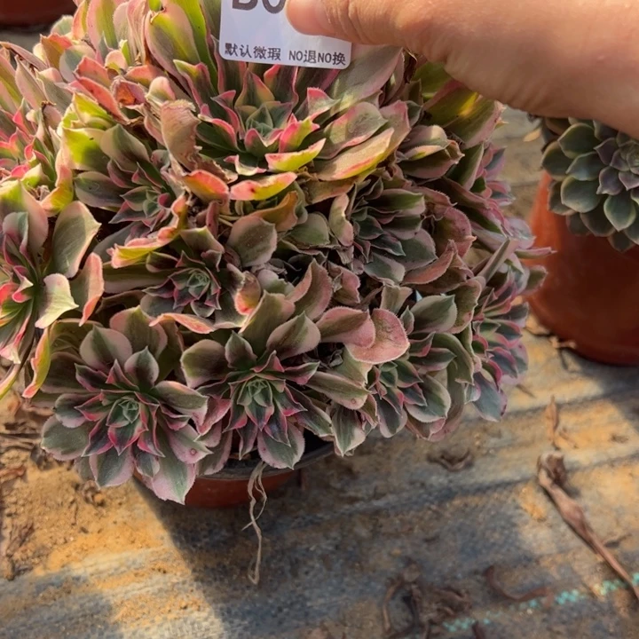 男神多肉植物021.