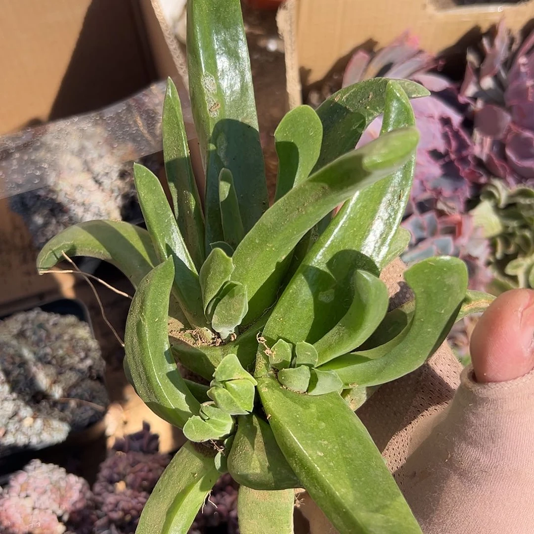 鸿****）多肉植物多肉植物