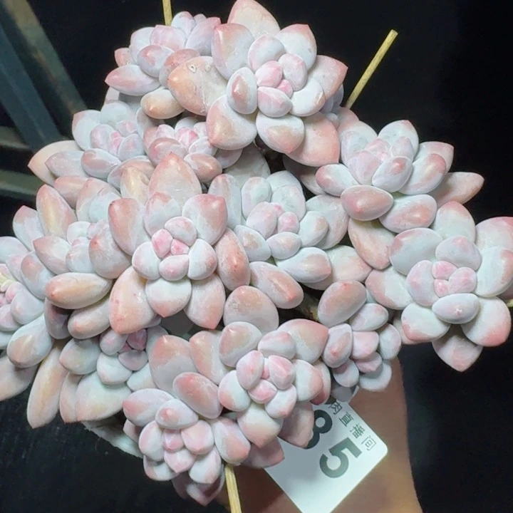 丸叶香水         精控精养多肉植物