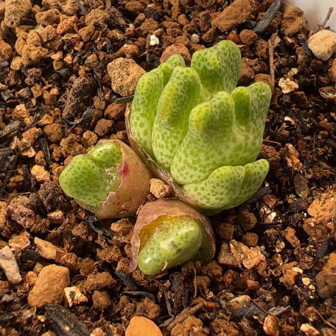 536多肉植物组合